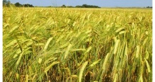 Очакват се фалити на зърнопроизводители заради ниската изкупна цена на пшеницата
