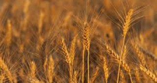 Мароко обяви търг за доставка на пшеница за вътрешния пазар