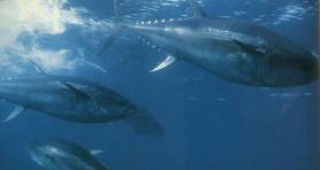 Гигантска риба тон е била продадена за рекордната стойност от 396 хиляди долара