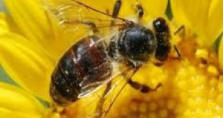 Четири вида пчели в САЩ близо до изчезване, сочи проучване