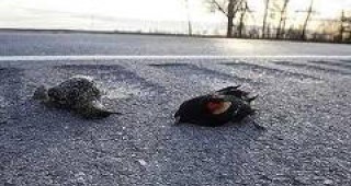 Мистериозна смърт на птици и в Луизиана