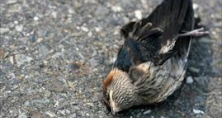 Нови случаи на масова смърт на птици и в Швеция