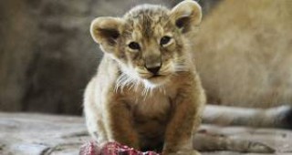 Софийският зоопарк се обогати с две малки африкански лъвчета