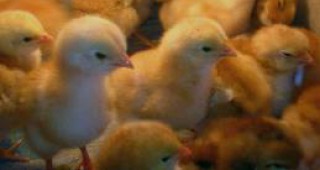 Русия забранява вноса на птиче месо от две турски предприятия