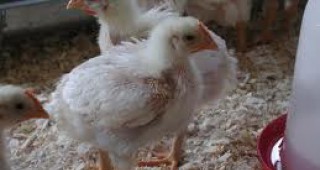 Словакия спря продажбата на яйца и птиче месо от Германия