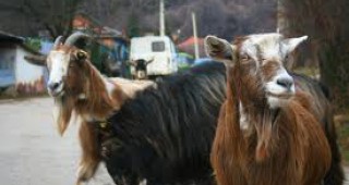 Ветеринарните власти потвърдиха шап при 37 домашни животни в бургаското село Кости