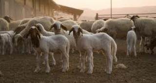Всички животни в село Кости ще бъдат умъртвени заради положителните проби за шап