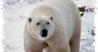 Зелени полярни мечки озадачават гостите на зоопарк в Япония