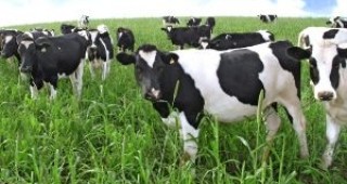 10 000 евро на стопанство са значително по-малко от 20 стотинки на литър качествено краве мляко