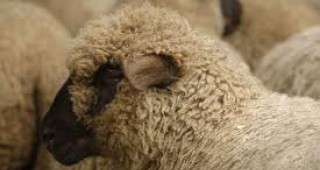 Ваксинирането на животните против шап не е икономически изгодно, според директора на НВМС