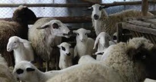 Започват проверки за шап по животните в Благоевградска област