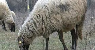 Забранява се свободното движение на домашни животни и ловът в община Бургас заради шапа