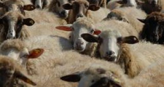 Забранява се износът на месо от Варненска област заради случаите на шап