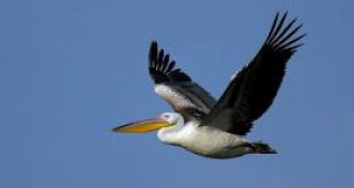 Започва среднозимното преброяване на зимуващите водолюбиви птици