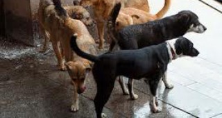 За 2 години над 12 хиляди бездомни кучета са заловени в София