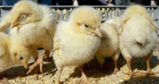Съюзът на птицевъдите в България настоява да бъде спрян нелегитимният внос на яйца и пилешко месо в страната