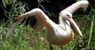 109 пеликана се излюпиха в 
