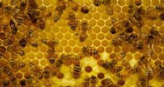 Приети са 781 проекта по пчеларската програма