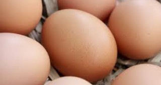 Словакия отмени забраната за продажба на германски яйца и птиче месо