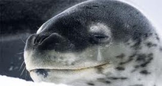 Стотици петнисти тюлени се появиха в акваторията на Владивосток