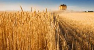 Дефицит на пшеница в световен мащаб