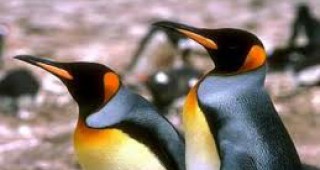 Маркирането на пингвини е неетично, сочи изследване