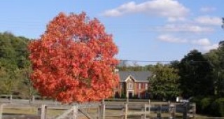 Учени обясняват защо листата на дърветата почервеняват