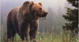Около 100 мечки преброиха в Смолянска област