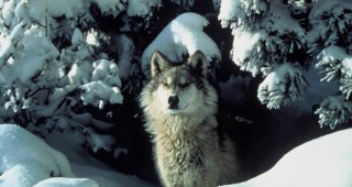 Екозащитници искат временно спиране на лова на вълци в Странджа