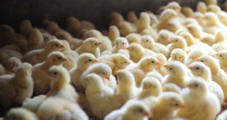 Британски учени създадоха генно-модифицирани пилета, които не могат да предават птичия грип
