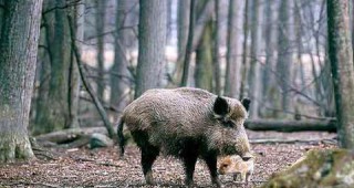 Три случая на заразени с трихинелоза диви прасета са установени в Силистренско