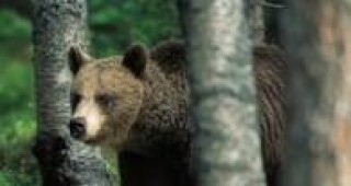 Част от мечките в Родопите вероятно ще бъдат разселени
