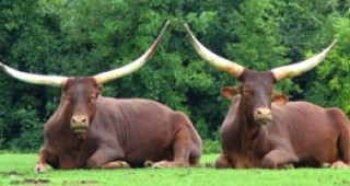 Два бивола пристигат в зоопарка в Благоевград