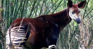 Застрашеното животно Окапи бе заснето в естествена среда