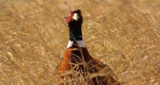 Двойно ще бъде увеличено разселването на фазан във Великотърновско през 2011 година