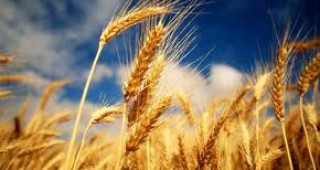 Германия ще подобри производството на пшеница през тази година