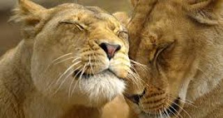 Убиха 14 лъва в техерански зоопарк заради заразна инфекция