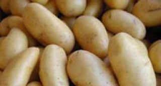 Инспектори откриха 17 000 кг картофи на пазара без етикети