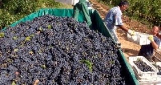 Производителите на грозде в Свиленградско спират протестите