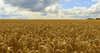 Алжир купува пшеница, за да избегне недостиг и безредици