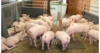 Чешката аграрна камара настоява за забрана на вноса на свинско месо от Германия