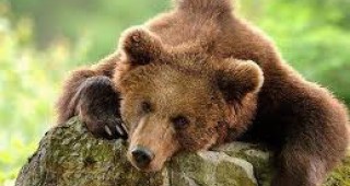 Румънци осиновиха мечки в рамките на кампания на Световния фонд за дивата природа