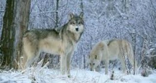 ЕС ще предприеме наказателна процедура срещу Швеция заради лова на вълци