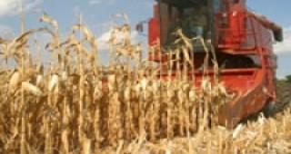 8000 дка царевица във варненско отиват за силажиране