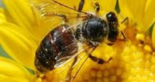 Искат забрана на пестициди, свързани със смърт сред пчелите