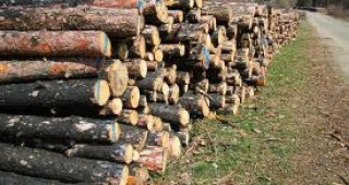 Незаконно добита дървесина заловиха в Якоруда
