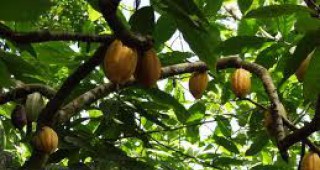 Блокираха износа на какао от Кот д'Ивоар