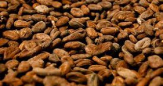 Какаото значително поскъпна след забраната за износа му от Кот ДИвоар