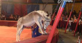 Китай забрани цирковите животни