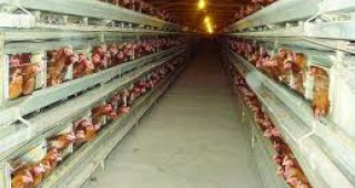 Русия временно спира вноса на птиче месо от Германия